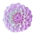 Flower amethyst lilac white dahlia isolated on white background. Close-up. Royalty Free Stock Photo