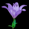 Flower amethyst lily isolated on black background. Close-up.