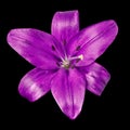 Flower amethyst lily isolated on black background. Close-up