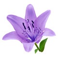 Flower amethyst lily isolated on white background. Close-up. Flower bud on a green stem with leaves.