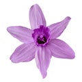 Flower amethyst narcissus isolated on white background. Flower bud close up. Element of design