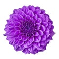 Flower amethyst purple dahlia isolated on white background with clipping path. Close-up.