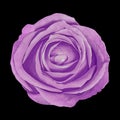 Flower amethyst rose isolated on black background. Close-up.