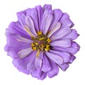 Flower amethyst yellow zinnia isolated on a white background with clipping path. Close-up.