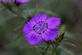 Flower of an Amur pink, Dianthus amurensis