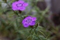 Flower of an Amur pink, Dianthus amurensis