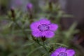 Flower of an Amur pink, Dianthus amurensis