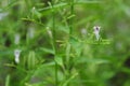 flower of andrographis paniculata, commonly known as creat or green chiretta