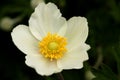 Flower of Anemone sylvestris Royalty Free Stock Photo