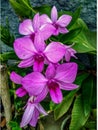Flower anggrek Pink Royalty Free Stock Photo