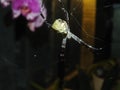 Spider in the garden with anggrek flowers flower