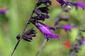Flower of a hummingbird sage, Salvia guaranitica