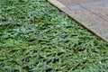 flower annual flowerbed by the sidewalk formed by diagonal stripes red-white