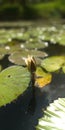 Flower of ano acquatic plant