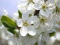 Flower of the aple trees