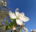 Flower of apple tree on a background of blue sky.