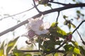 Flower of an apple tree Royalty Free Stock Photo