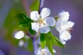 Flower of apple tree close up