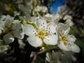 Flower of the apple tree (Malus domestica)