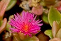 Flower of the Aptenia Cordifolia Royalty Free Stock Photo