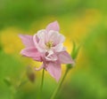 Flower Aquilegia canadensis