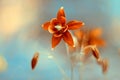 Flower Aquilegia red . Delicate flowers on a beautiful background