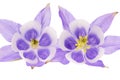 Flower of Aquilegia vulgaris isolated on white background, close up Royalty Free Stock Photo