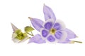 Flower of Aquilegia vulgaris isolated on white background, close up Royalty Free Stock Photo