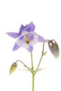 Flower of Aquilegia vulgaris isolated on white background, close up Royalty Free Stock Photo