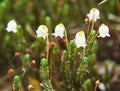 Flower Arctic bell-heather - Cassiope tetragona in natural tundra environment Royalty Free Stock Photo