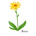 Vector drawing plant of Arnica