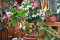 Flower arrangement on the balcony Royalty Free Stock Photo