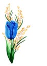 Flower arrangement of blue tulip and yellow mimosa on a white background. Royalty Free Stock Photo