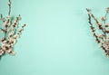 A border of spring apricot branches with pink and white flowers and buds on a pastel green background. Royalty Free Stock Photo