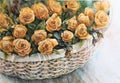 Orange roses in a wicker basket Royalty Free Stock Photo