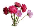 Flower arrangement bouquet of white red asters and pink white cosmos isolated on white background Royalty Free Stock Photo