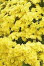 Flower arrangement with chrysanthemums