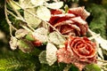 A flower arrangement. Fir branches, spruce cones and red roses in the snow in the cold. Christmas still life. Royalty Free Stock Photo