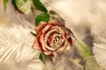 A flower arrangement. Fir branches, spruce cones and red roses in the snow in the cold. Christmas still life. Royalty Free Stock Photo