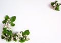 A frame of spring branches of a blooming apple tree with green leaves, white-pink buds and flowers on a white background. Royalty Free Stock Photo