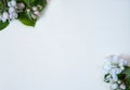 A frame of spring branches of a blooming apple tree with green leaves, white-pink buds and flowers on a white background. Royalty Free Stock Photo