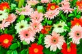Flower Arrangement with Gerbera Royalty Free Stock Photo
