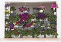 How to create a beautiful flower garden in the balcony Royalty Free Stock Photo