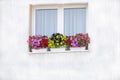 How to create a beautiful flower garden to window. Here is an attractive combination Royalty Free Stock Photo