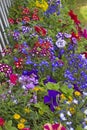 Flower arrangement ideas. Petunia, verbena, impatiens and lobelia dream combinations Royalty Free Stock Photo