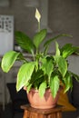 Flower arrangement of indoor plants on an original wooden stand. Spathiphyllum in the interior. Care of indoor plants. A