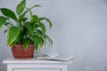 Flower arrangement of indoor plants. Spathiphyllum in the home interior. Care of potted plants. A green plant with large