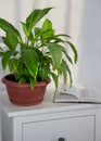 Flower arrangement of indoor plants. Spathiphyllum in the home interior. Care of potted plants. A green plant with large