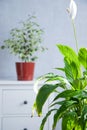 Flower arrangement of indoor plants on a wooden table . Spathiphyllum in the interior. Care of indoor plants. A green