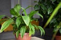 Flower arrangement of indoor plants on a wooden table . Spathiphyllum in the interior. Care of indoor plants. A green